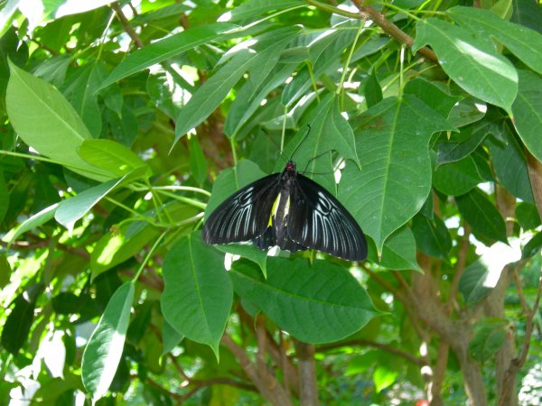 Butterfly Conservatory