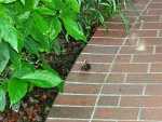 Butterfly Conservatory