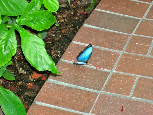Butterfly Conservatory