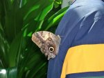 Butterfly Conservatory