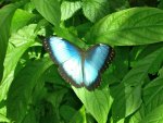 Butterfly Conservatory