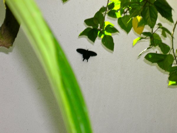 Butterfly Conservatory