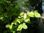 Butterfly Conservatory
