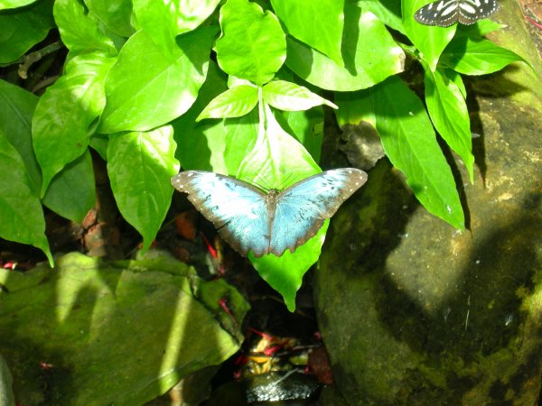 Butterfly Conservatory