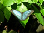 Butterfly Conservatory