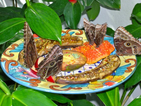 Butterfly Conservatory