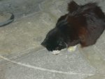 Hemingway Cats