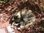 Hemingway Cats