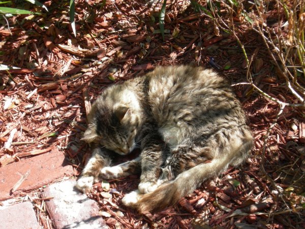 Hemingway Cats