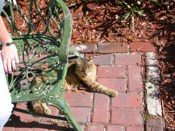 Hemingway Cats
