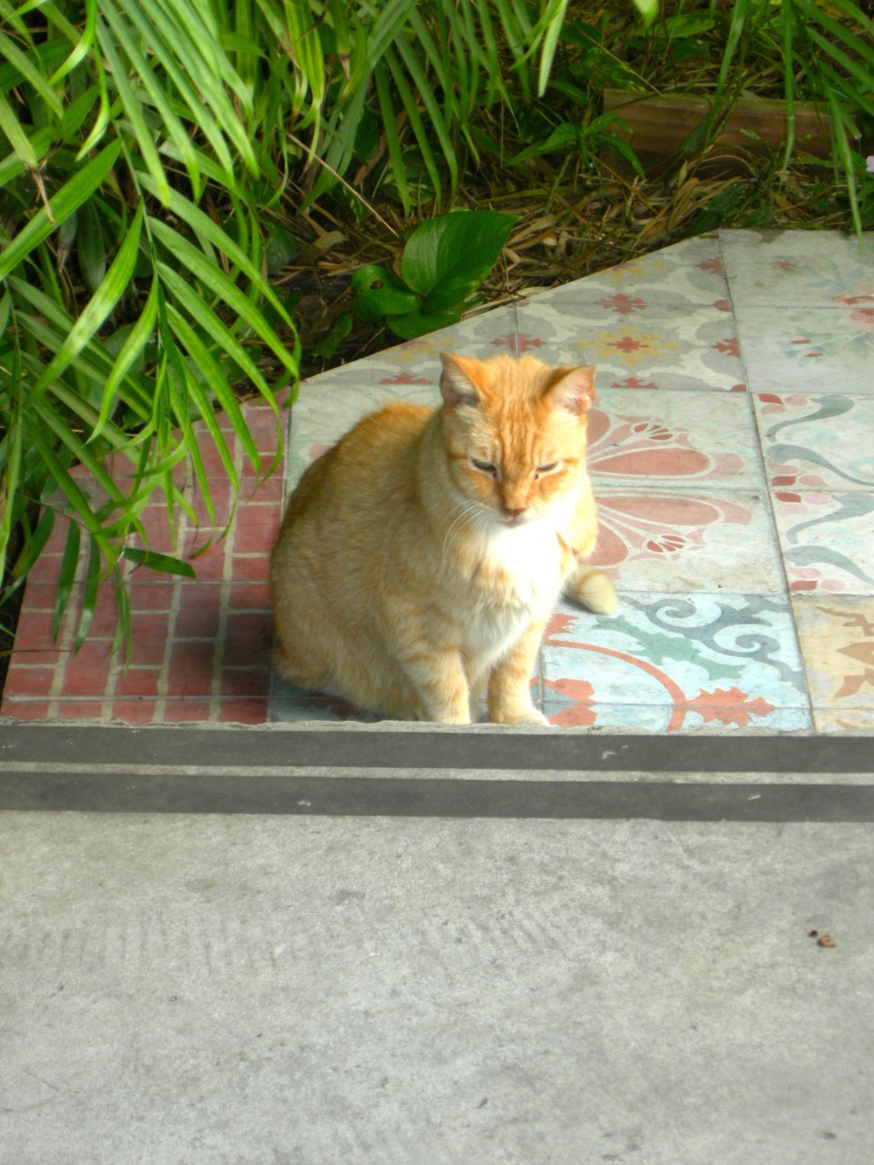 Hemingway Cats
