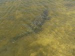 A crocodile swimming around near the pier.