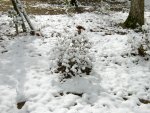 Bushes Coated in Snow
