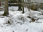 Bushes Coated in Snow