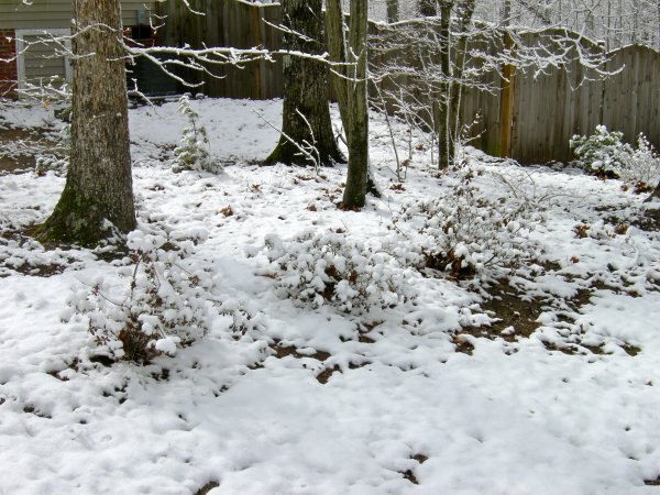 Bushes Coated in Snow
