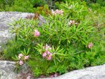 Pretty bush at the top of the mountain.