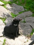 Bears at the Grandfather Mountain animal exhibit.