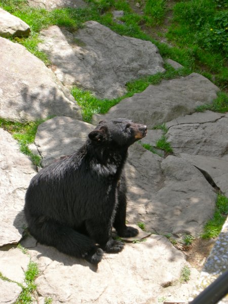 Bears at the Grandfather Mountain animal exhibit.