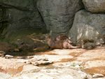 Otters, just finished a swim.