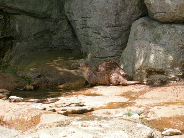 Otters, just finished a swim.