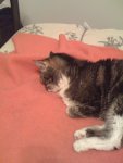 Face Plant