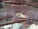 Bag Worms.mov