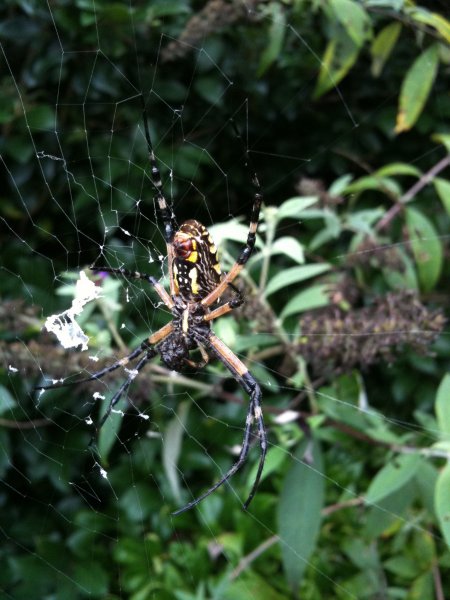 Spider!
