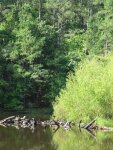 dead wood at Sullivan Pond