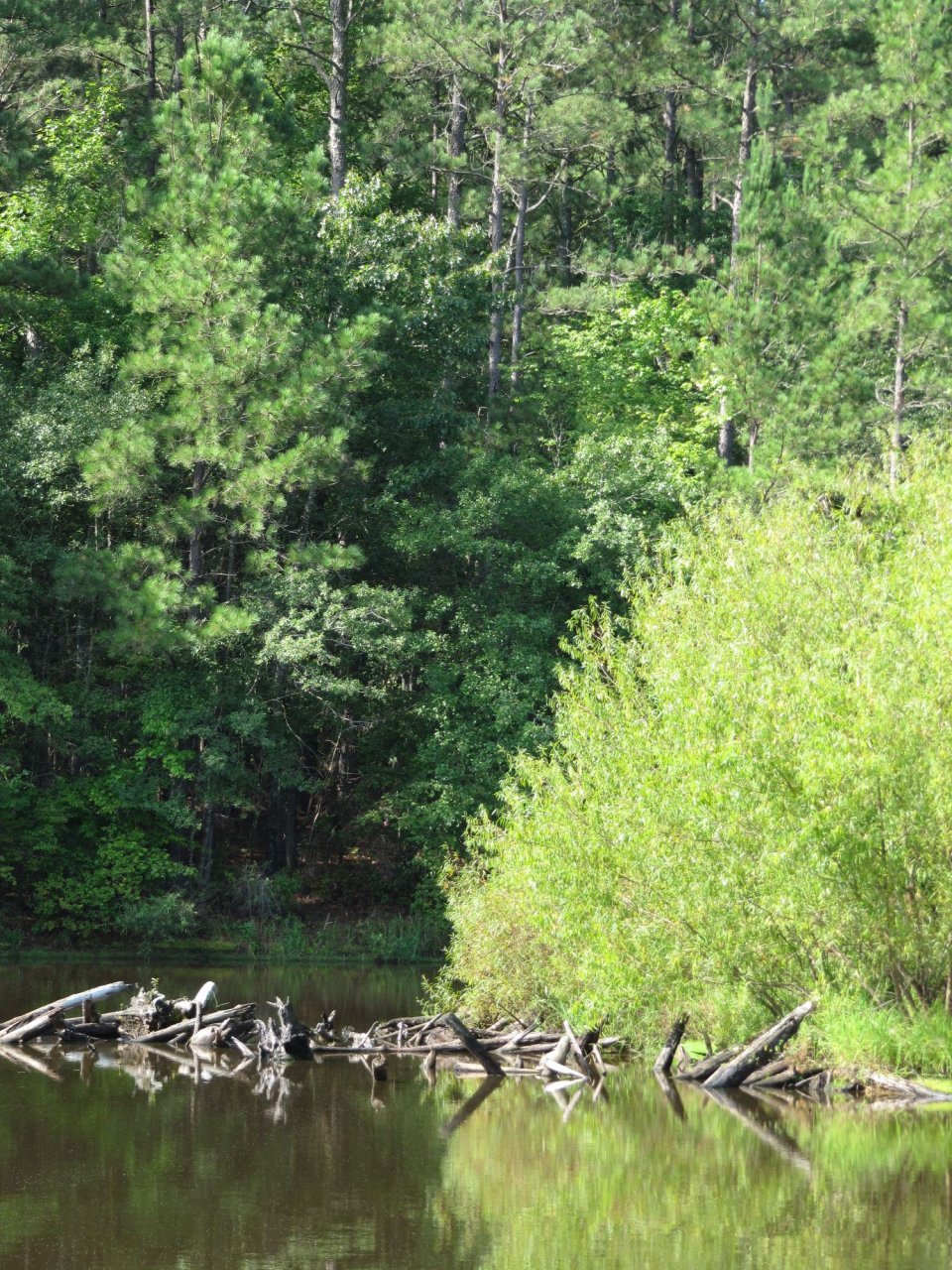 dead wood at Sullivan Pond