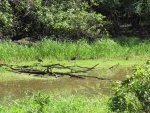ibis along the river