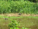 ibis along the river