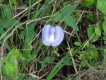 a pretty blue flower