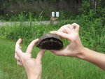 box turtle hiding