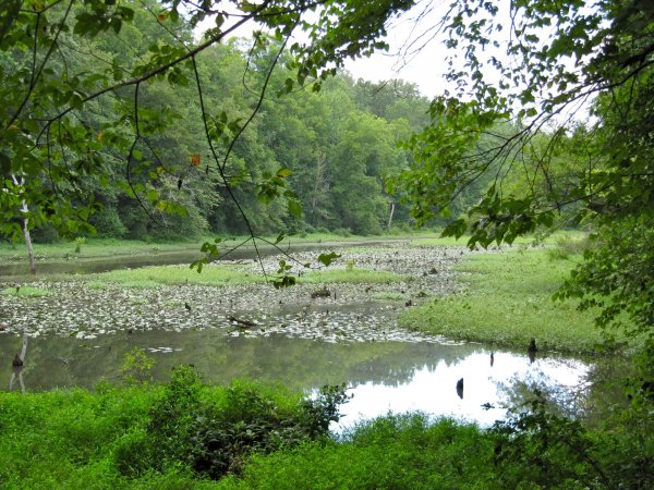 the Pee Dee river