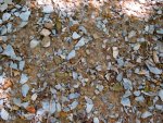 some of the interesting rock on the Morrow mountain trail