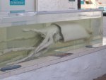 giant squid uses it's tentacles to cradle me like a Mother's arms