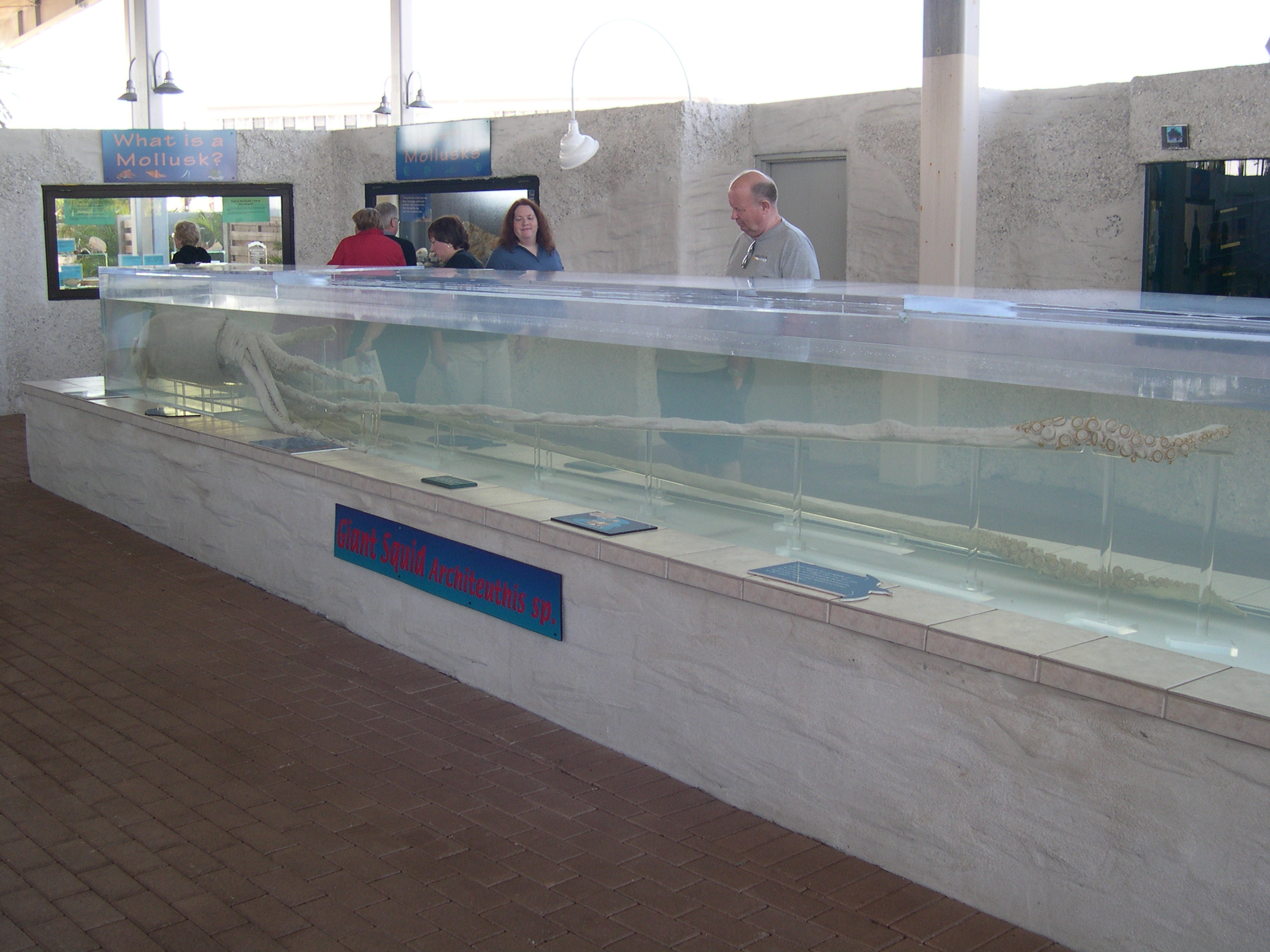 giant squid