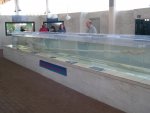 giant squid