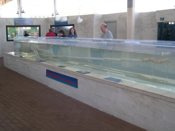 giant squid