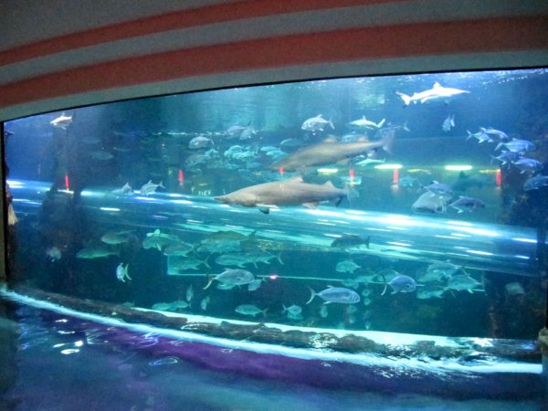 Golden Nugget aquarium water slide