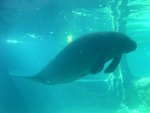 manatee