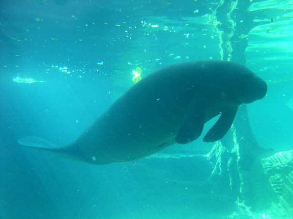 manatee