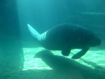 manatee (2)