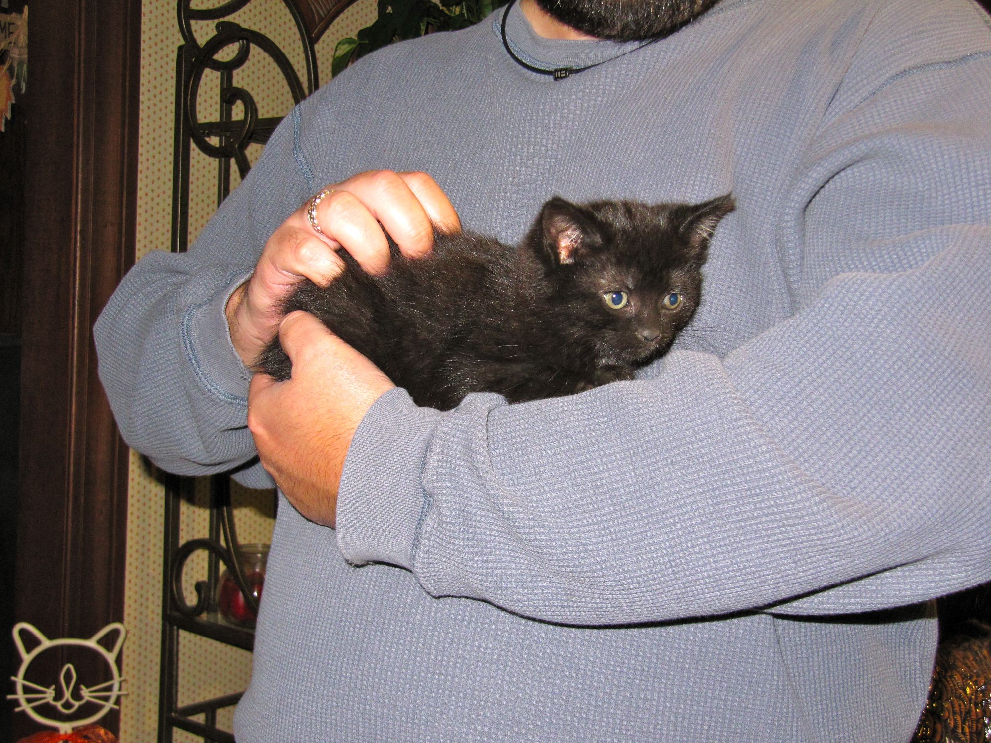 kittens!