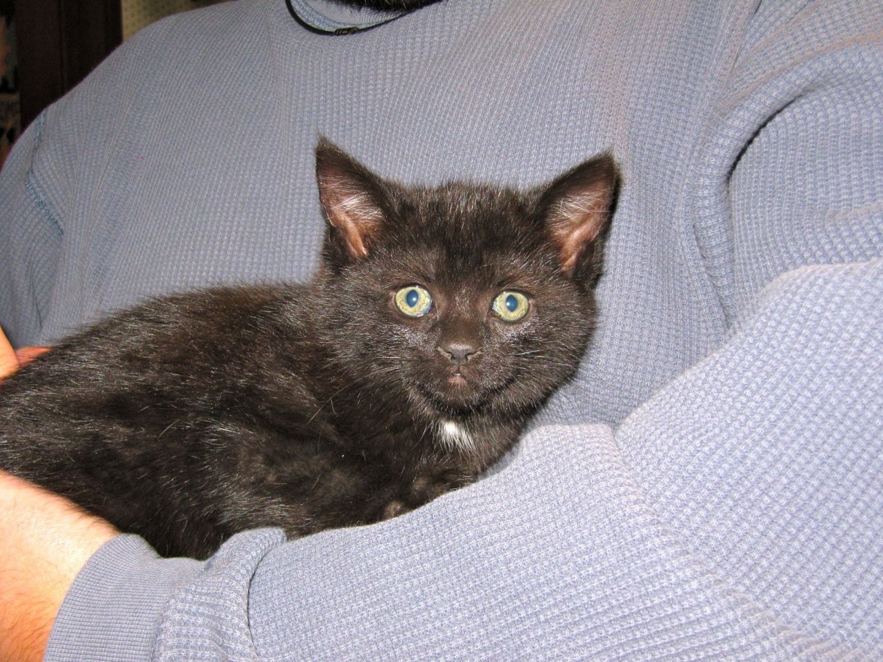 kittens!