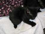 kittens!