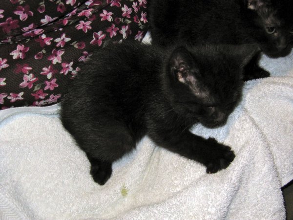 kittens!