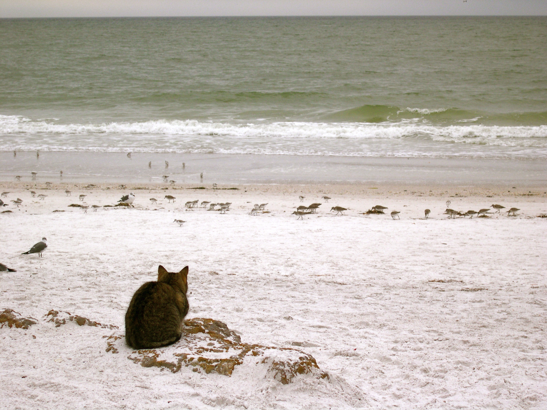 cat watching the gulls