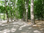 trees in the park near the conference center