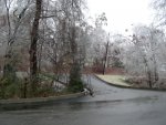 Downed Tree Near The Exit